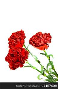 Red carnation on a white background