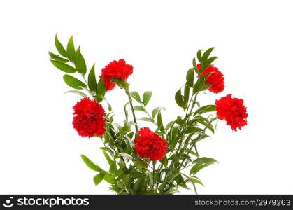 Red carnations isolated on the white background