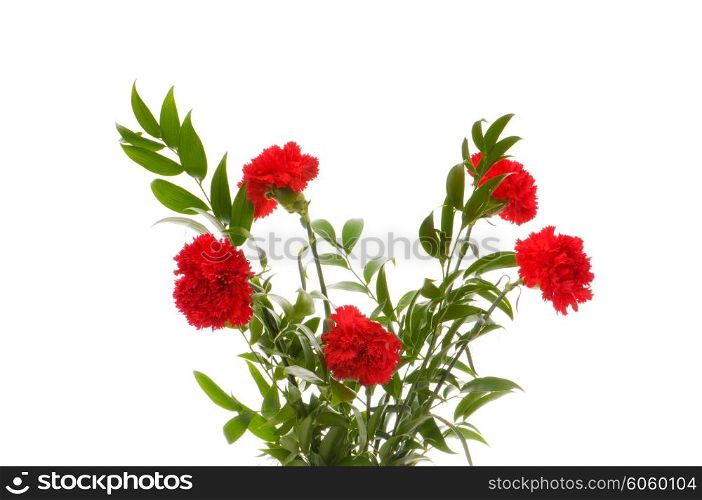 Red carnations isolated on the white background