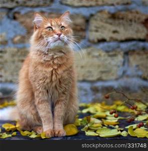 red cat sitting on a wooden surface among yellow leaves in the autumn afternoon