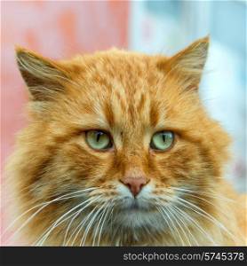 Red cat with green eyes looking at camera