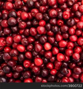 Red Cherries. Cherry selection. Background of ripe cherries