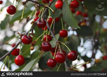Red cherries on the branch of tree