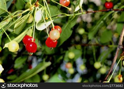 Red cherries with a drops after rain