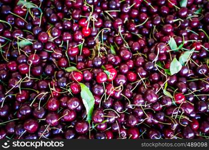 red cherry background. Red ripe delicious cherries