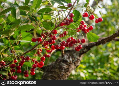 Red cherry on a tree branch in the garden, harvest time of berries. Berries in the sun, organic fruit.. Red cherry on a tree branch in the garden, harvest time of berries.