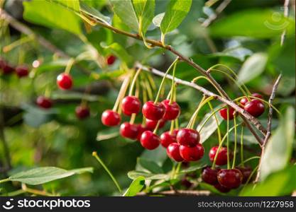 Red cherry on a tree branch in the garden, harvest time of berries. Berries in the sun, organic fruit.. Red cherry on a tree branch in the garden, harvest time of berries.
