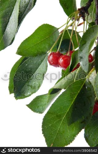red cherry with leaves and water drops isolated on white