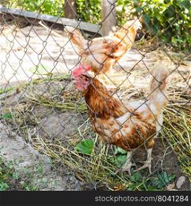 Red chicken in outdoor hen house in summer day