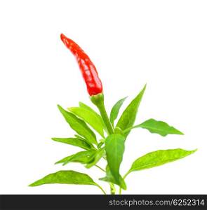 Red chili pepper border isolated on white background, ripe hot capsicum with fresh green leaves, spicy food, organic nutrition&#xA;