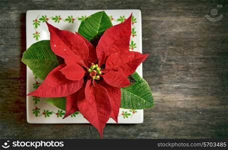 red Christmas flower isolated on old wooden background
