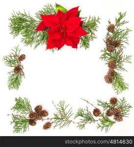 Red Christmas flower poinsettia and thuja branches on white. Floral background
