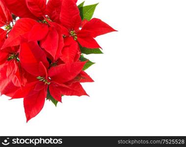 Red Christmas flower poinsettia isolated on white background