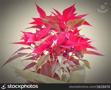 Red Christmas star Poinsettia Euphorbia pulcherrima flower - vibrant bright pop colours
