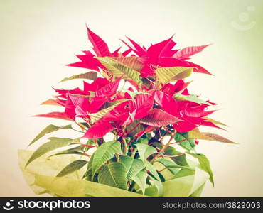 Red Christmas star Poinsettia Euphorbia pulcherrima flower - vintage look