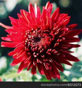 red chrysanthemum