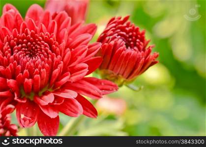 red chrysanthemums