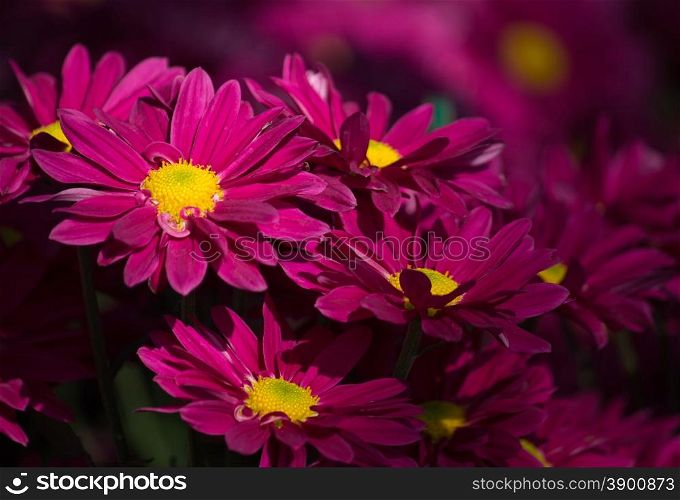 red chrysanthemums daisy flower