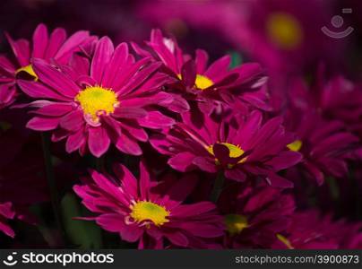 red chrysanthemums daisy flower