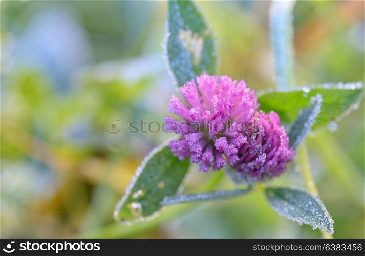 Red Clover - Trifolium Pratense with frozen dew