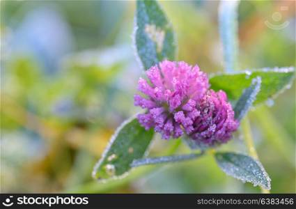 Red Clover - Trifolium Pratense with frozen dew