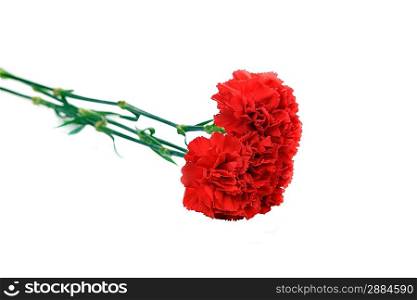 red cloves flower close up isolated