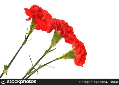 red cloves flower close up isolated