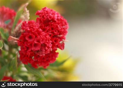 Red cockscomb flower