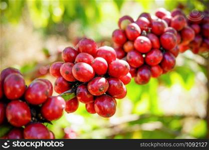 Red coffee bean on tree in field and sunlight / Coffee seed branch in agriculture organic farm