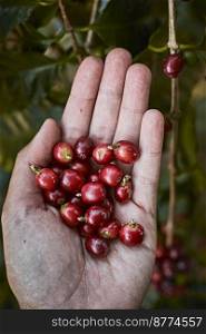 Red coffee beans in hands farmer in northern of Thailand. ingredient food,selective focus . Red coffee beans in hands farmer in northern of Thailand. ingredient food,