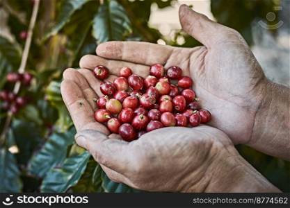 Red coffee beans in hands farmer in northern of Thailand. ingredient food,selective focus . Red coffee beans in hands farmer in northern of Thailand. ingredient food,