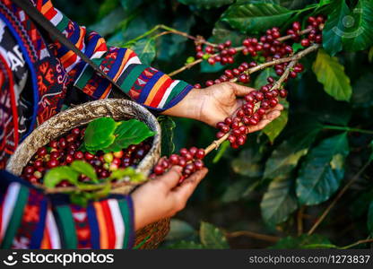 red coffee beans organic 100% in hand and basket farmers at national farm chiang mai Thailand