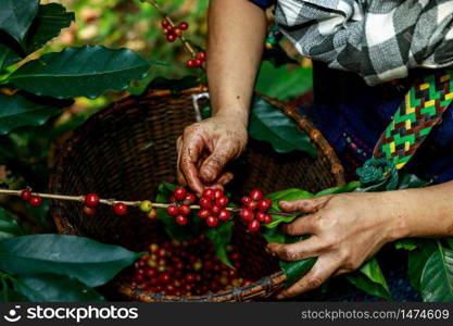 red coffee beans organic 100% in hand and basket farmers at national farm chiang mai Thailand