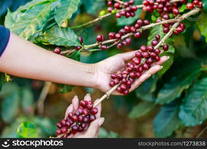 red coffee beans organic 100% in hand farmers at national farm chiang mai Thailand