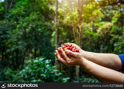 red coffee beans organic 100% in hand farmers at national farm chiang mai Thailand