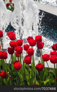 Red color tulip flowers bloom in the garden