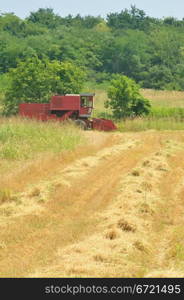 Red combine harvesting in the field of wheat