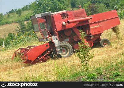 Red combine harvesting in the field of wheat