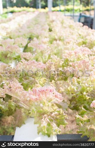 Red coral plants on hydrophonic farm, stock photo