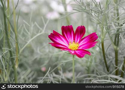 Red cosmos flower background in vintage style.
