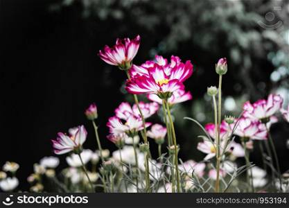 Red cosmos flowers background in vintage style.