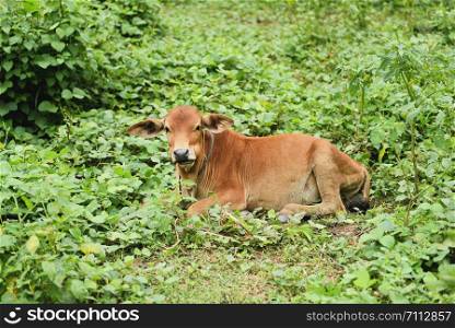red cow asian lying on green meadow field / Young cow