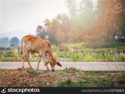 Red cow grazing grass on roadside in the country field background / young cow asia