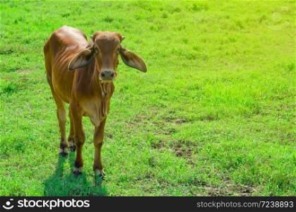 red cow in green grass field