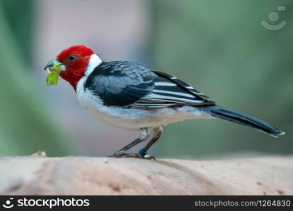 Red-cowled Cardinal ( Paroaria dominicana)