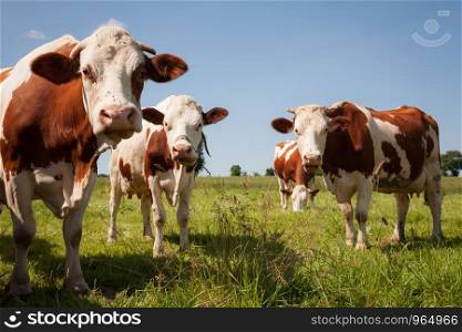 Red cows in the green pasture. Red cows in the pasture