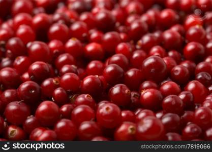 red cranberries background