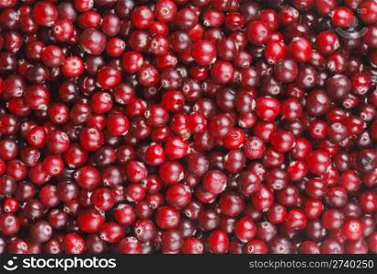 Red cranberries in a background texture
