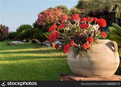 Red Crassula Falcata Flower, Airplane Plant or Propeller Plant