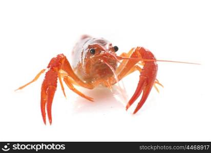 red crayfish in front of white background